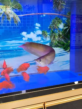 #创作灵感 #鱼缸#玻璃金鱼缸#生态鱼缸#景观欣赏鱼缸