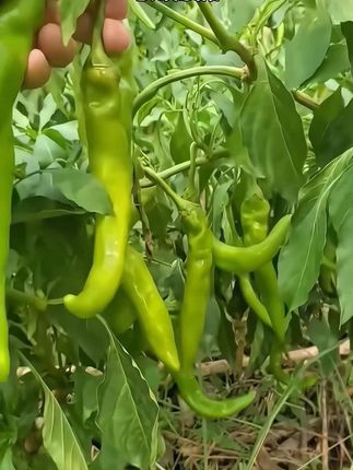 #上热门 #辣椒 🌶️#优质农产品 #新鲜农产品 #健康蔬菜