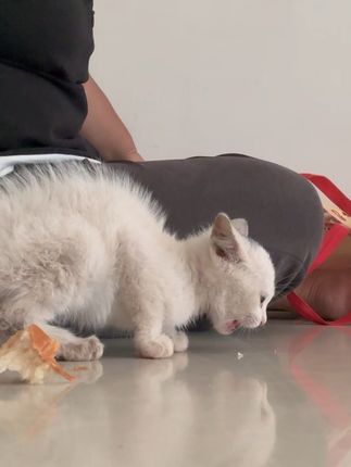 我居然捡到猫了