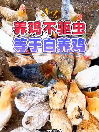 #鸡鸭鹅养殖 #驱虫 #养殖好帮手 #三农 #农村创业养殖