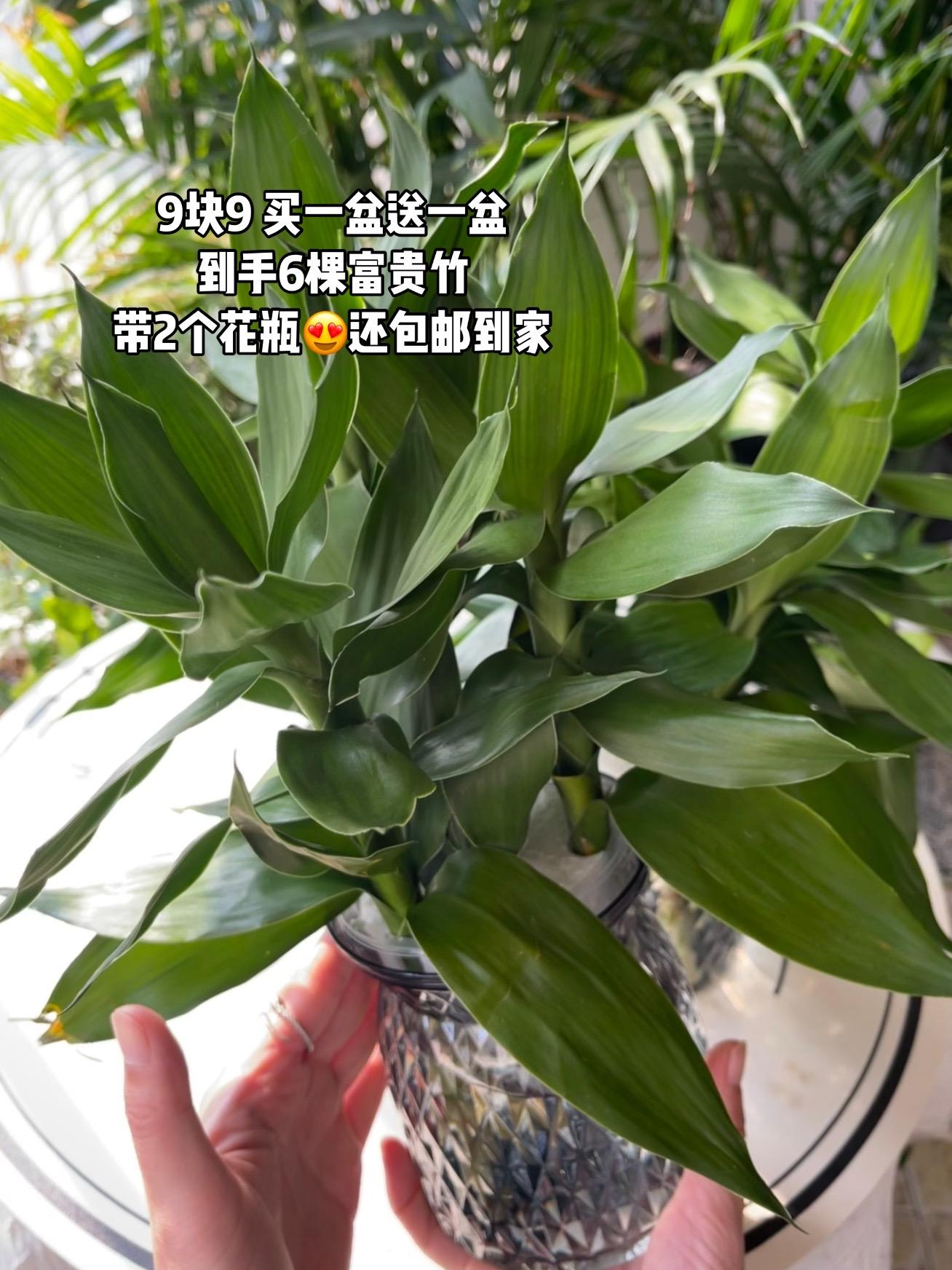 #绿植 #富贵竹 #我捡到宝了 #超便宜超划算