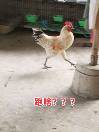 喂,大哥别跑咋们聊聊5️⃣毛的,别怕本人减肥中😂😂#绿壳蛋鸡