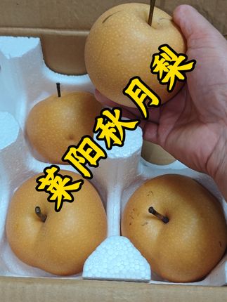 产量大吗?朋友们?这个可是正宗莱阳的秋月梨,现在呀已经开始正式采摘,个头特别大,放手率啊,沉甸甸的就这么一个大梨子,每一口吃在嘴巴里啊,入口化渣,而且满口包汁,梨香味非常浓郁,纯甜的不带一点酸味,全是这样的一个高品质,每天现摘现发。市面上好多都说是莱阳秋月梨。最简单的方法交给大家去辨别。。
