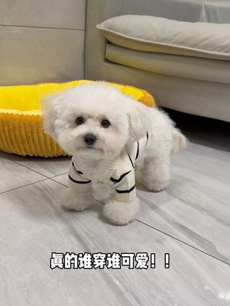 简简单单的条纹开衫 真的太可爱了吧 #是宠物更是家人 #狗狗衣服 #萌宠好物 #摇粒绒小狗