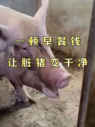 一顿早餐钱,让脏猪变肥猪#养猪人#养猪技术#自繁自养母猪#养猪知识#养猪人不容易