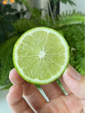 #冰爽一夏 #夏日特饮 新鲜子弹头香水柠檬一级应当季水果无籽青柠檬奶茶店安岳青黄柠檬#柠檬水 #自制饮品 #仙女都在喝什么