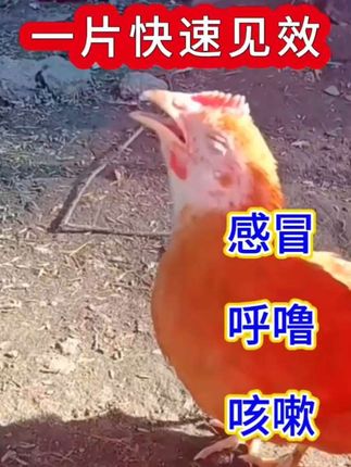 #三农#养鸡#养鸡小妙招#鸡鸭鹅养殖#鸡病防治