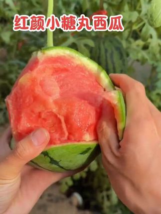 #小糖丸西瓜 甜蜜可口,果肉脆嫩,口感绝佳。#西瓜 #手剥西瓜 #冰淇淋西瓜