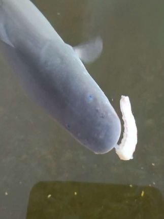 #养鱼人 #反天刀鱼 #反天刀 #尼罗河魔鬼 #猛鱼