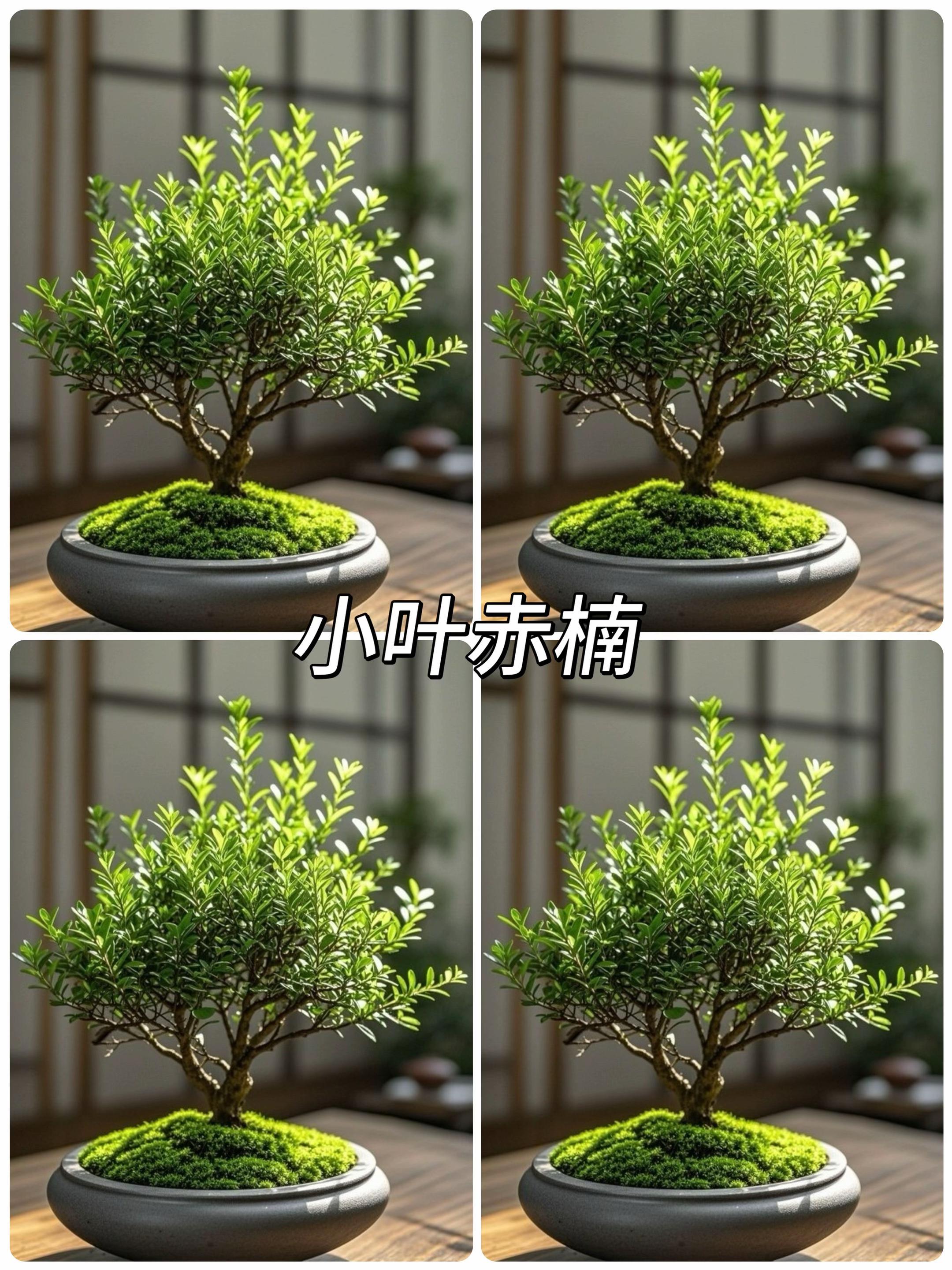 金丝楠木盆景 在喧嚣尘世中寻得一隅静谧,皆因与这盆小叶赤楠相逢。 初见它时,那粗壮的老桩,宛如岁月镌刻的艺术品。粗糙的表皮,是时光摩挲的痕迹,记录着悠悠过往,每一道纹理都似在诉说古老的故事,沉稳而内敛,彰显着生命的坚韧与厚重。 其枝叶却是另一番景致。叶片小巧玲珑,宛如精心雕琢的翠玉。色泽温润而明亮,是那种充满生机的翠绿,在阳光下闪烁着迷人的光泽,仿佛每一片叶子都蕴含着无尽的活力。它们层层叠叠、错落有致地生长着,似在相互低语,又似在齐心协力地展示着生命的繁茂。微风拂过,叶片轻轻摇曳,发出细微的沙沙声,宛如大自然演奏的轻柔乐章。#优质种苗 #精品盆景 #盆景造型 #小叶赤楠 #一年四季常绿非常好养