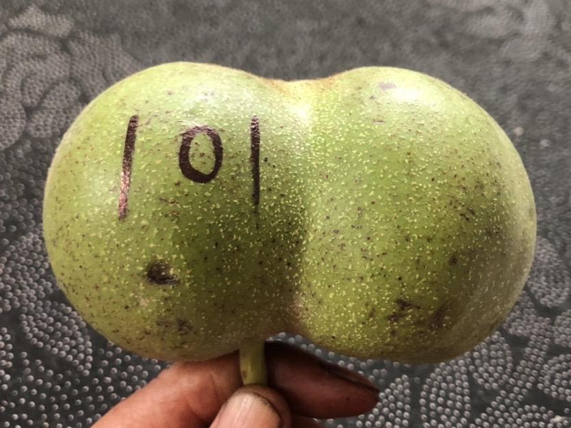 麻核桃老树半壁江山青皮双胞胎异形 尺寸:101㎜ #文玩核桃青皮 #文玩爱好者 #开青皮文玩核桃