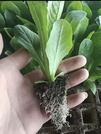 基地培育好的青皮莴笋秧苗和紫皮莴笋秧苗开始出售了,颗颗粗壮#根系发达#自己种菜自己吃#种菜#莴笋秧苗