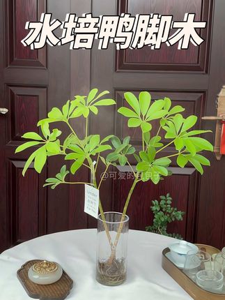 客厅室内摆上一盆室内绿植水培鸭脚木盆栽,好看又好养,这是一款双苗老桩水培鸭脚木盆栽。它不需要晒太阳,给点水就能存活,日常养护放在室内散光环境低水位就可以养好了,喜欢的花友你也来养一盆吧。#鸭脚木 #好看的花一定要分享给你 #爱生活爱养花 #客厅植物推荐 #室内绿植