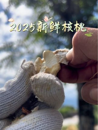 🌰 新鲜核桃,自然“鲜”一步!🌰 咔嚓一口,清甜酥脆,营养💯 当季现摘,绿壳褪尽,只留鲜嫩好果仁✨ 品味秋日里的第一口鲜!  #新鲜核桃 #自然美味 #健康零嘴 #当季优选