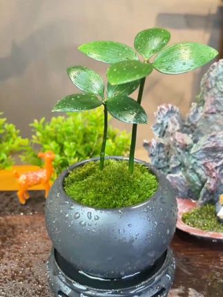 #好物推荐🔥 四叶草又叫幸运草、家里有脾气不好的,一定要养一盆四叶草,摆在桌子上,颜值高又好养,基本上不用怎么打理,偶尔浇点水就可以。他四季常绿,每株四片叶子代表着爱情、事业、健康和自由,千万不要看价格,我怕你忍不住。#爱机车爱生活