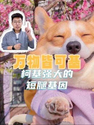 为什么柯基的短腿基因那么强大?#萌宠 #狗狗 #大连萌宠 #治愈系狗狗 #柯基的小短腿