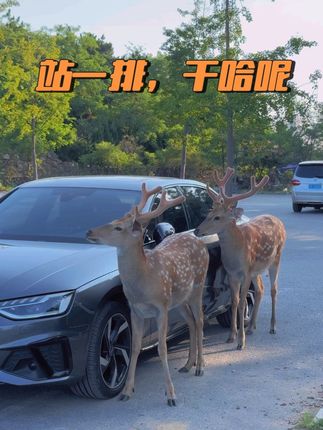 鹿 快围住这台车 #奇妙的动物 #神奇的动物在抖音 #萌宠 #梅花鹿 #动物趣事
