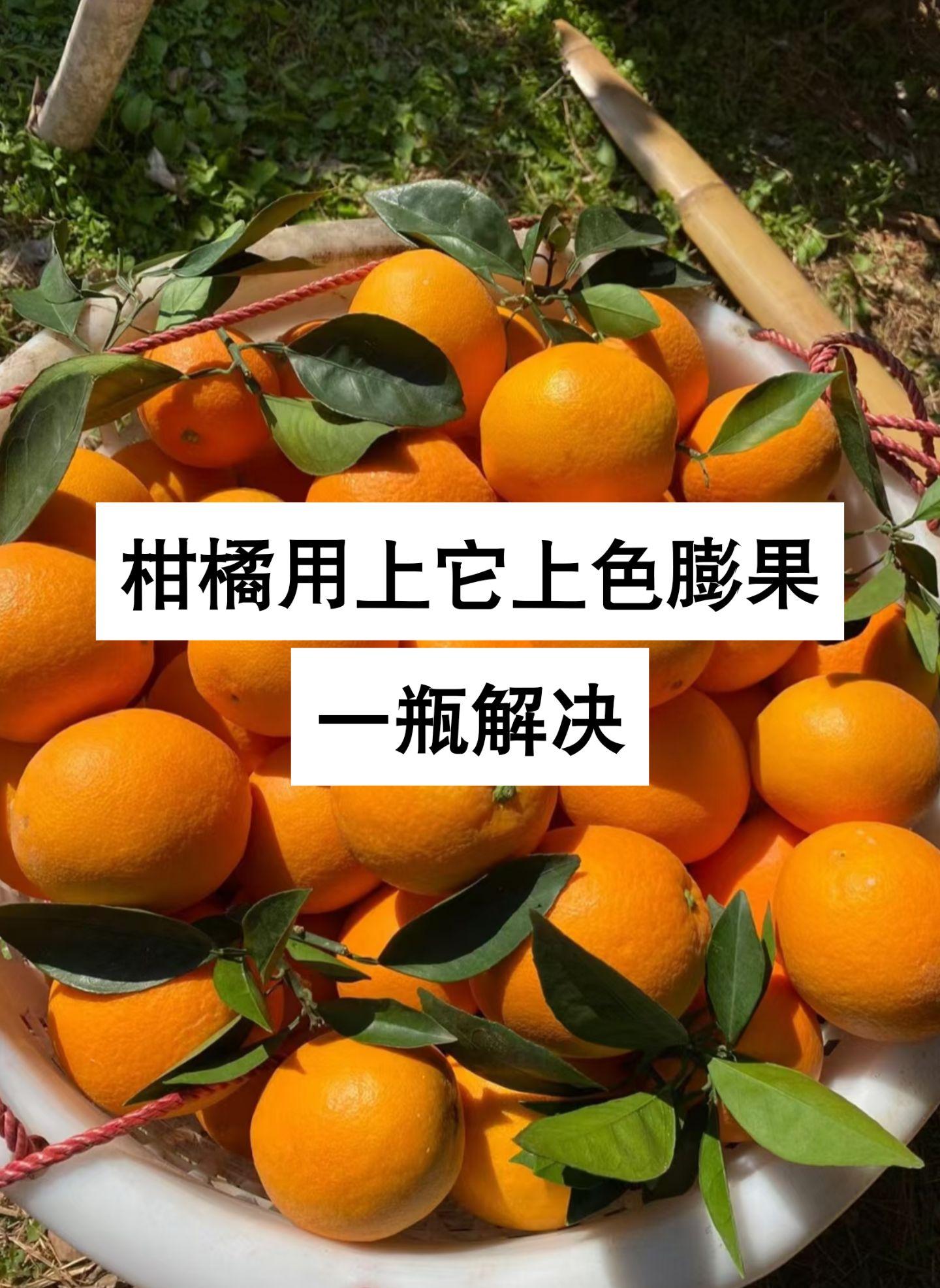 柑橘膨果上色,效果最好的配方#柑橘上色 #柑橘膨果