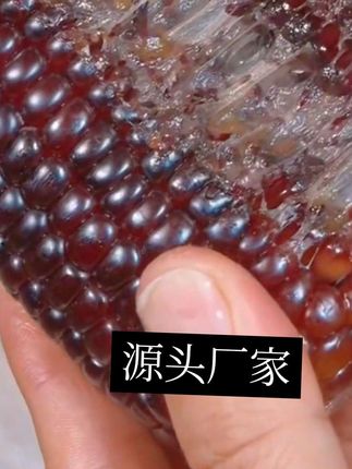 源头厂家10根5-6斤】东北黑糯玉米甜糯玉米棒无添加早餐真空熟8根。厂家批发,厂家直销#三农 #农产品 #粗粮 #糯玉米 #玉米