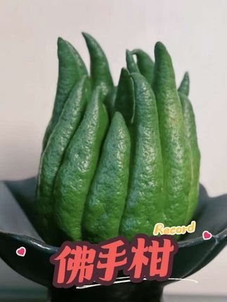 【专属浪漫】佛手柑鲜切果300-500克 家用鲜花云南省基地鲜切花#佛手柑#室内绿植#闻香绿植#净化空气#好打理