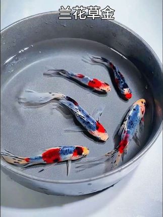 兰花草金 兰花草金,堪称草金鱼里的颜值担当。深蓝、橙红、乳白、宝石黑等细碎色彩交织相融,恰似将一幅灵动的山水画披在身上 ,每一条的花纹都独一无二,典雅又高贵。它的尾鳍宽大舒展,犹如兰花绽放,游动时恰似灵动的水中仙子,轻盈飘逸,让人移不开眼。 作为冷水鱼,兰花草金皮实耐活,生命力顽强,堪称养鱼新手的福音。它不挑食,对水质和生存环境要求不高,甚至能主动吃掉鱼缸里的水藻杂质,饲养起来省心省力。哪怕水面结冰,只要水下不结冰,它也能自在游动 ,在0-39度的水温里都能存活。#兰花草金 #兰花草金鱼 #兰花鱼 #兰花观赏鱼