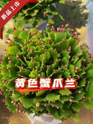 #好物推荐🔥 #蟹爪兰 #蟹爪兰盆栽 #花卉绿植 #基地直发