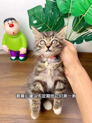 不小心被猫狗抓,养猫狗的朋友一定要给它们测测……#科学养宠攻略 #狂犬病 #新手养宠 #狂犬测试卡