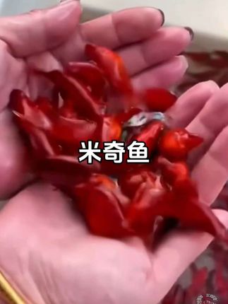 💥惊!这米奇鱼萌到犯规,自带卡通印记,新手养鱼闭眼入米奇鱼 家人们,快看看这神奇的米奇鱼!只要一眼,绝对被萌化。瞧瞧它们身上,那标志性的米奇图案,仿佛迪士尼在鱼缸里开派对。 米奇鱼不仅模样超萌,养起来还超简单。对水质要求不高,适应能力超强,完全就是新手养鱼的福音。它们在水中欢快游动的样子,像一群灵动的小精灵,给你带来无尽欢乐。想象一下,回到家看着这群可爱的小家伙,所有疲惫都烟消云散。 这么可爱又好养的米奇鱼,还不赶紧入手?让这一抹灵动的可爱住进你家鱼缸,为生活增添别样乐趣。#创作人计划 #新手养鱼 #米奇鱼 #观赏鱼 #萌宠出道计划 @抖加🔥上热门🔥dou+🔥热点宝 @DOU+上热门 @热点宝🔥