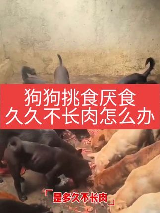 狗狗挑食厌食 这样喂 能吃猛长 #萌宠 #萌宠出道计划 #养狗人 #喜欢中华田园犬请关注 #宠物狗 @抖音小助手