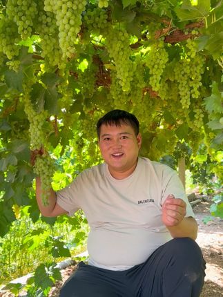 吐鲁番真的很热,但是吐鲁番的葡萄真甜,今年的无核白成熟了。#优质农产品 #吐鲁番葡萄