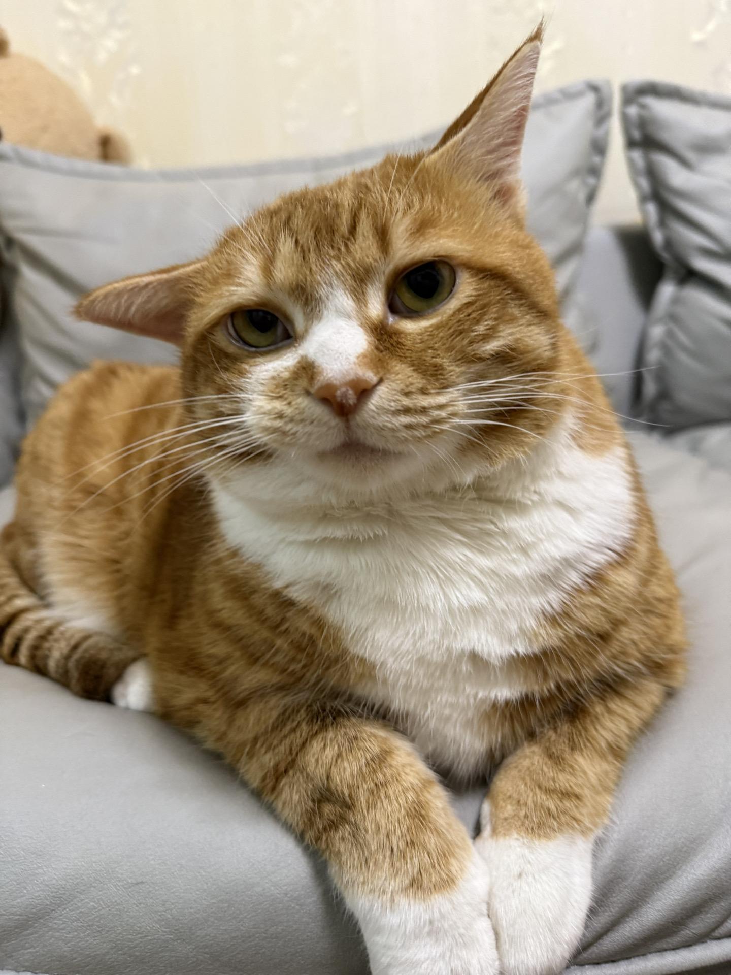 #小破猫