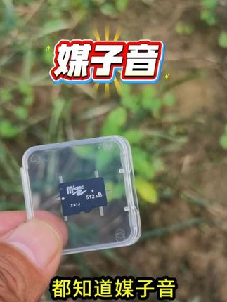 竹鸡媒子音 #竹鸡#斑鸠#鸽子# 鹧鸪