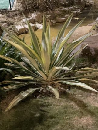 草本精粹丨匠心制作丨侧柏叶粉居家日用必备