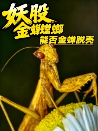 金螳螂彻底疯了!一个装修公司硬生生炒成科技妖股 #真实生活分享计划 #苏州 #装修 #股票 #财经知识