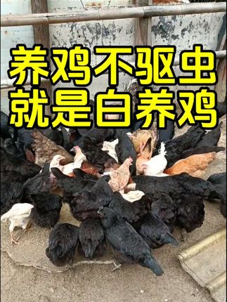 #养鸡小妙招 #养鸡技术 #养鸡知识 #三农养殖
