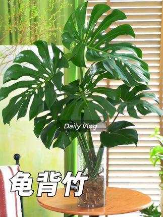 【水培】巨叶龟背竹 4-5叶大叶老桩龟背 室内绿植 新手懒人好养#龟背竹 #室内绿植 #水培植物 #养花小知识 #养花小技巧 @DOU+小助手
