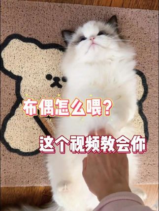 布偶怎么喂?这个视频教会你#布偶猫#猫咪#猫粮#科学养宠攻略 #养猫经验分享