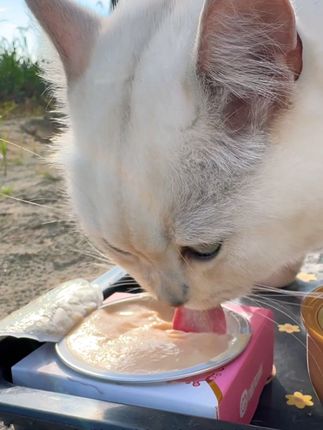 #喵知味#米粒#猫咪#带猫旅行 #萌宠好物 露营必备猫咪奶昔碗