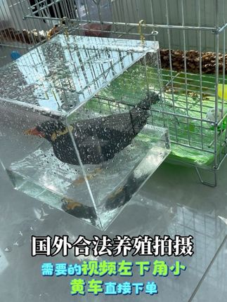 #爱鸟护鸟#国外合法拍摄国内请勿模仿