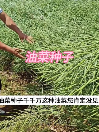 #油菜种子