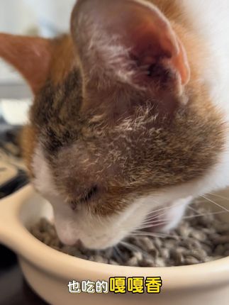 让挑食小猫也大口吃的猫粮,赶快给你家宝贝安排哦 #萌宠好物 #猫咪的迷惑行为 #家有萌宠