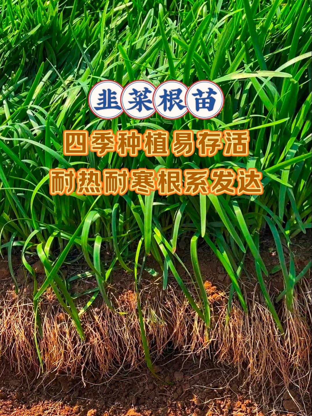 又到了种韭菜的好季节了,今天给大家推荐一款基地培育的红根韭菜,它叶宽味浓,鲜香味美,关键种植也简单。先把韭菜根部剪一刀,然后栽到土里浇透水就可以了。平时只要浇浇水就能长得非常好,割完一茬又一茬,现在正是种植的好时候,你也赶紧种起来吧!#韭菜根苗#种植小技巧 #蔬菜种植#韭菜#农业种植