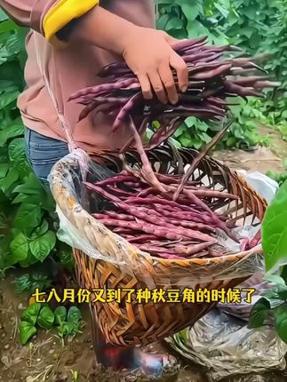 七八月份又到了种秋豆角的时候了,我家都是种这个八月忙豆角,好吃又好种,现在就可以种,你也赶紧种上吧!#秋豆角#豆角种植#豆角种子#在家种菜#我的小菜园 #豆角种植