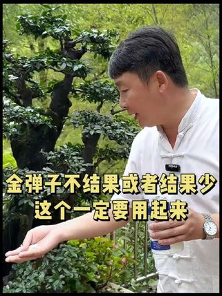 金弹子 金弹子刚开始满树花满树果,后面就不结果了是怎么回事呢?很有可能就是缺少硼元素,这个赶紧去给它补充起来#金弹子 #盆景 #开花结果 #硼肥 #助农
