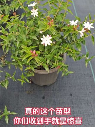 #原创视频 #花卉绿植 #花卉基地 #家庭养花 #粉苞茉莉