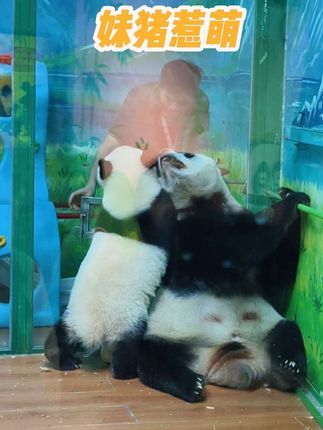 妹猪:在一块总要闹矛盾~#大熊猫妹猪 #来这吸熊猫 大熊猫萌萌和妹猪#国宝不愧是国宝 #萌化了