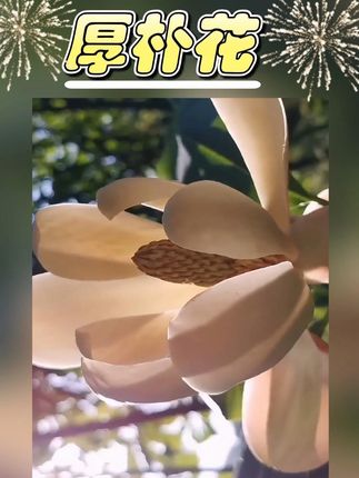 厚朴花为木兰科植物厚朴或凹叶厚朴的干燥花蕾。春季花未开放时采摘,稍蒸后,晒干或低温干燥。质脆,易破碎。#厚朴花#厚朴花的功效与作用#厚朴花制作 #创作者扶持计划