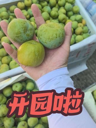 今天采摘的下午顺丰发走~,#李子熟了 #巫山脆李
