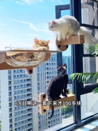任意组合猫爬架,不需要打孔,质量特别好#质量杠杠的好物 #猫爬架 #吸盘猫爬架