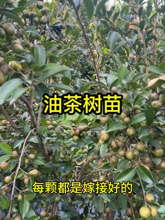 油茶苗批发嫁接高产油茶正品优质白花大果油茶树广东茶籽苗出油高#油茶树苗